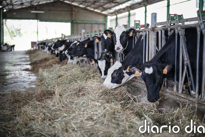 Cantabria prolonga las medidas contra la Dermatosis Nodular al menos hasta el 31 de julio