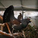 Centro de urogallo de Valsemana logra que sobrevivan 76 pollos la temporada pasada