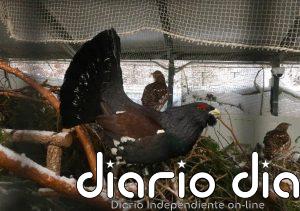 Centro de urogallo de Valsemana logra que sobrevivan 76 pollos la temporada pasada