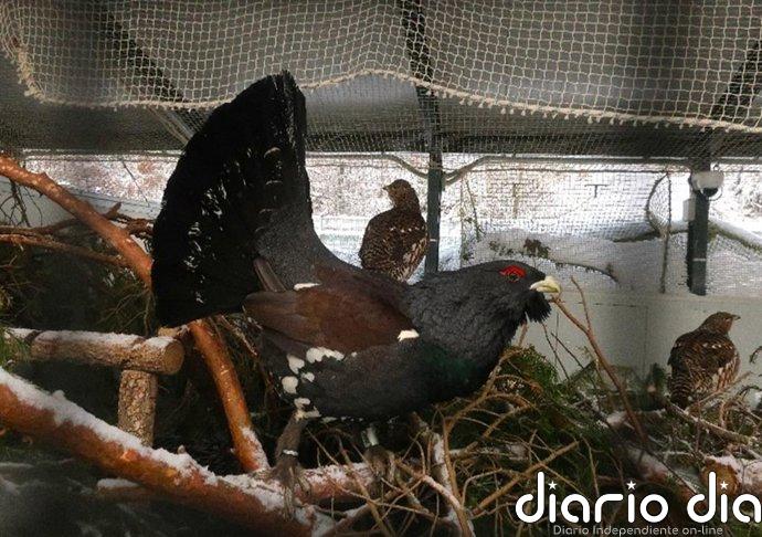 Centro de urogallo de Valsemana logra que sobrevivan 76 pollos la temporada pasada