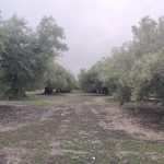 COAG exige a Hacienda una rebaja para el olivar de los módulos por la pérdida de un 31% de producción en Jaén