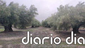 COAG exige a Hacienda una rebaja para el olivar de los módulos por la pérdida de un 31% de producción en Jaén