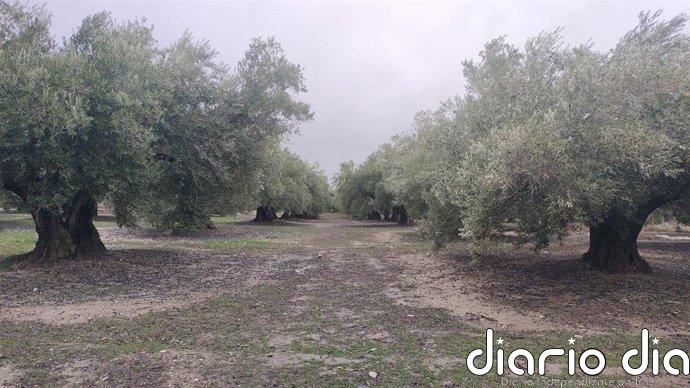 COAG exige a Hacienda una rebaja para el olivar de los módulos por la pérdida de un 31% de producción en Jaén