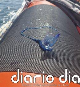 Continúa izada la bandera amarilla en Valleseco, Las Gaviotas y Playa Chica por presencia de carabelas portuguesas