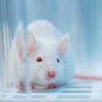 Crean células de insulina a partir de células madre capaces de revertir la diabetes en ratones