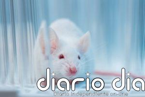 Crean células de insulina a partir de células madre capaces de revertir la diabetes en ratones