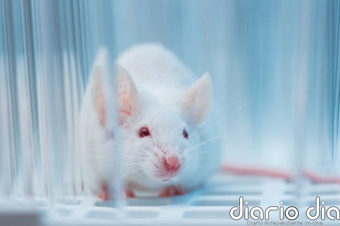 Crean células de insulina a partir de células madre capaces de revertir la diabetes en ratones