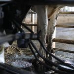 CyL saca una nueva ayuda para compensar los costes de la recogida de leche en explotaciones de zonas de montaña