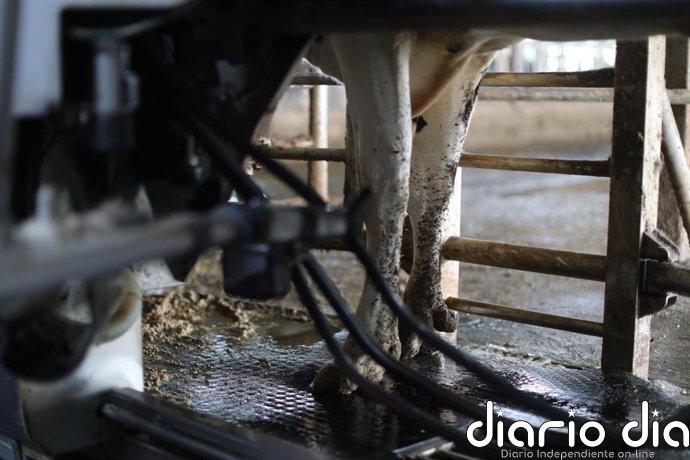 CyL saca una nueva ayuda para compensar los costes de la recogida de leche en explotaciones de zonas de montaña