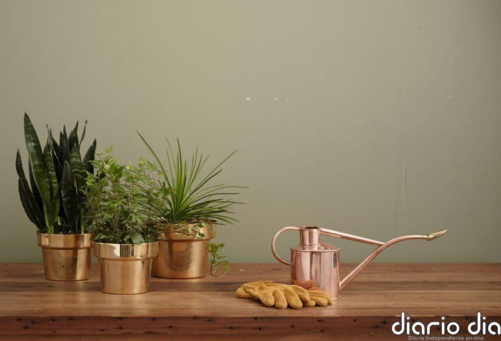 Deja de matar a tus plantas: el truco con un palillo de madera para saber cuándo regar