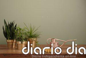 Deja de matar a tus plantas: el truco con un palillo de madera para saber cuándo regar