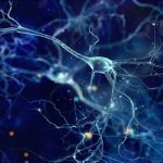 Describen un nuevo método que controla las vías neuronales