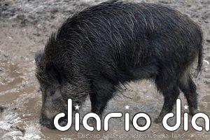 Detectados 13 nuevos casos de PPA en Catalunya, todos en la zona de alto riesgo