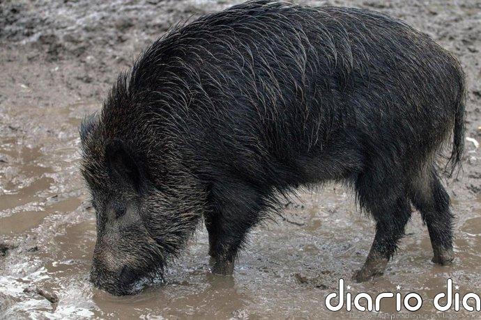 Detectados 13 nuevos casos de PPA en Catalunya, todos en la zona de alto riesgo