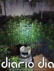 Detenido un hombre tras intervenir 1.800 plantas de marihuana en un inmueble ocupado de Cartaya (Huelva)
