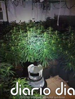 Detenido un hombre tras intervenir 1.800 plantas de marihuana en un inmueble ocupado de Cartaya (Huelva)