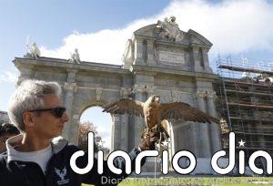Dos águilas y un halcón ahuyentarán a palomas de la Puerta de Alcalá a partir del 1 de mayo para conservar el monumento
