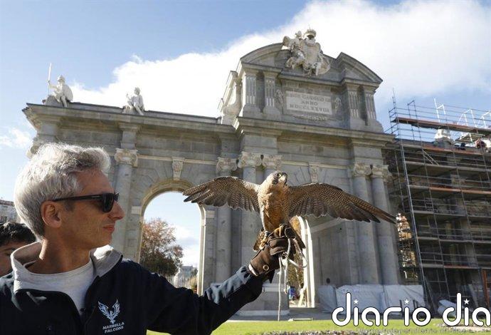 Dos águilas y un halcón ahuyentarán a palomas de la Puerta de Alcalá a partir del 1 de mayo para conservar el monumento