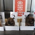 Dos investigados por abandonar cuatro cachorros de perro en un contenedor de basura en Cortes