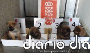 Dos investigados por abandonar cuatro cachorros de perro en un contenedor de basura en Cortes