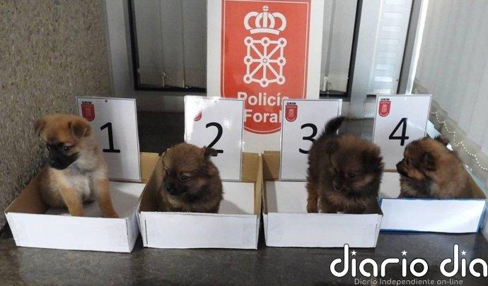 Dos investigados por abandonar cuatro cachorros de perro en un contenedor de basura en Cortes