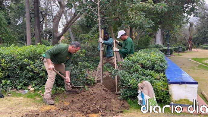 El Ayuntamiento concluye la fase de plantación de 450 árboles y 2.400 arbustos en el Parque de María Luisa