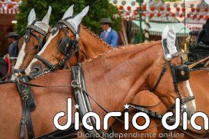 El Ayuntamiento de Sevilla activa en Feria un dispositivo de protección animal centrado en el bienestar de los équidos