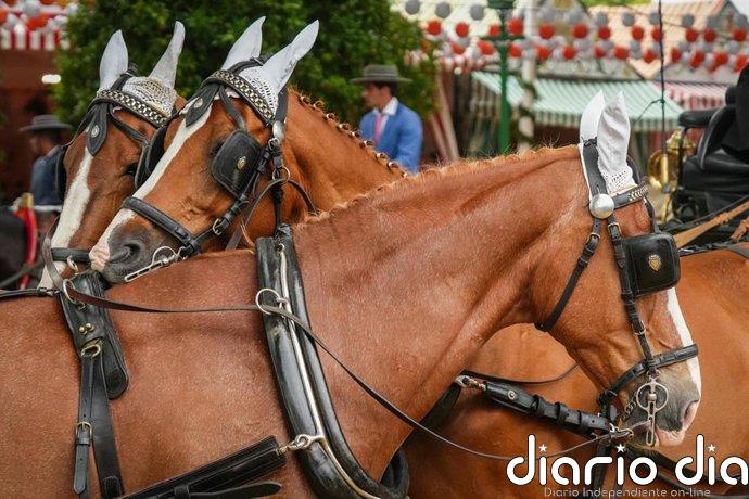 El Ayuntamiento de Sevilla activa en Feria un dispositivo de protección animal centrado en el bienestar de los équidos