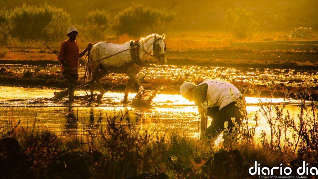 El calor extremo lleva al límite los sistemas agroalimentarios