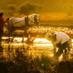 El calor extremo lleva al límite los sistemas agroalimentarios
