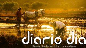 El calor extremo lleva al límite los sistemas agroalimentarios