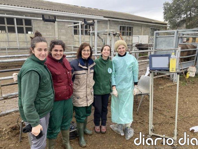 El CITA comprueba la eficacia del hidroxitirosol para reducir los efectos de la subnutrición en vacuno de carne