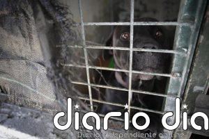 El comercio mundial de vida silvestre aumenta el riesgo de transmisión de patógenos de animales a humanos