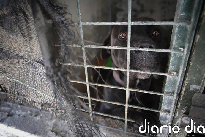 El comercio mundial de vida silvestre aumenta el riesgo de transmisión de patógenos de animales a humanos