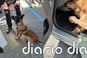 El Gobierno de Navarra organiza un curso para personal de guías caninos de 9 fuerzas y cuerpos de seguridad del Estado