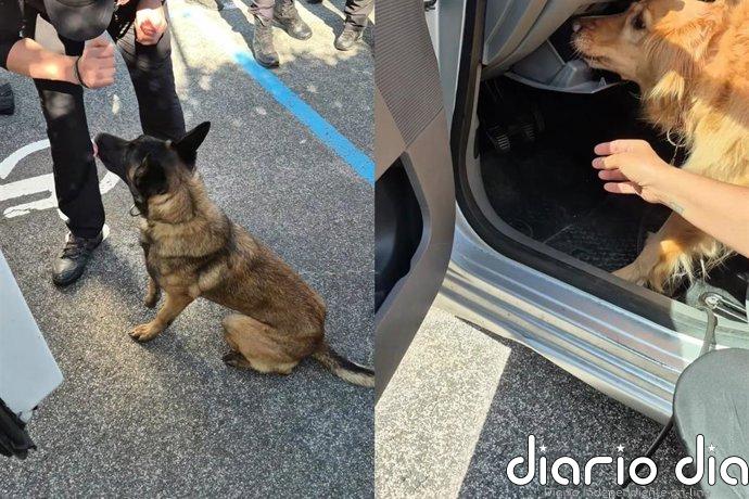 El Gobierno de Navarra organiza un curso para personal de guías caninos de 9 fuerzas y cuerpos de seguridad del Estado