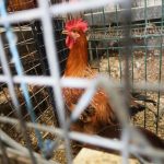 El Gobierno levanta el confinamiento de gallinas salvo en 40 municipios gallegos