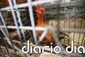 El Gobierno levanta el confinamiento de gallinas salvo en 40 municipios gallegos