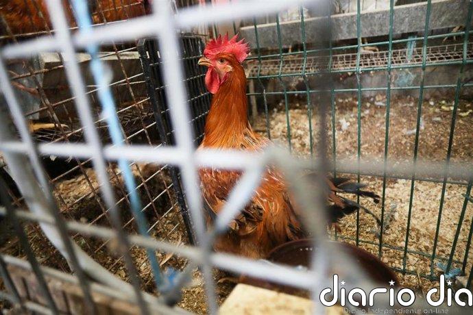 El Gobierno levanta el confinamiento de gallinas salvo en 40 municipios gallegos