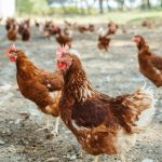 El Ministerio de Agricultura levanta el confinamiento de aves de corral en toda España desde hoy