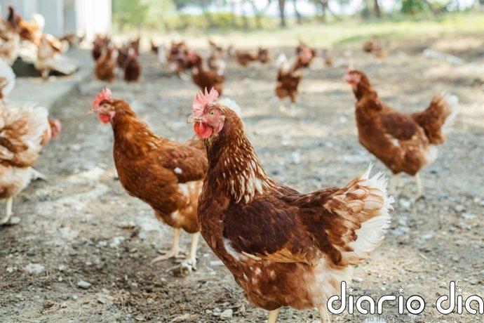 El Ministerio de Agricultura levanta el confinamiento de aves de corral en toda España desde hoy