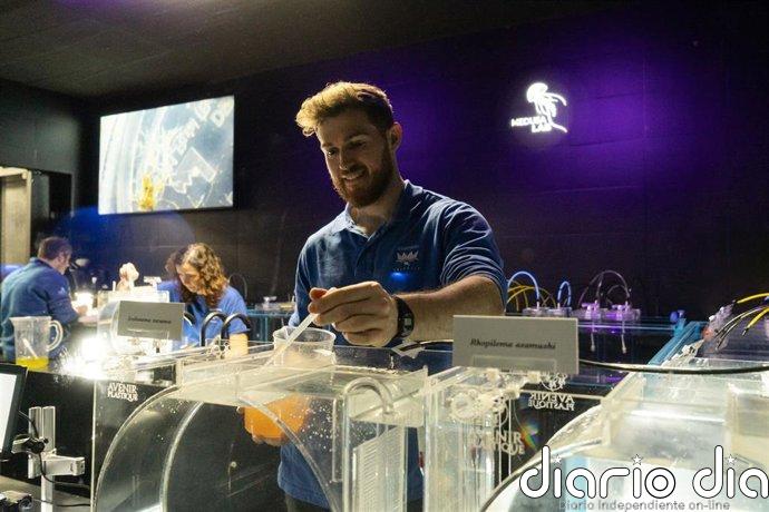 El Oceanogràfic abre al público un laboratorio para observar en directo el ciclo vital de las medusas