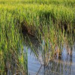 El sector arrocero andaluz denuncia la competencia desleal del arroz importado y advierte del colapso de mercancía