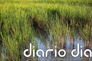 El sector arrocero andaluz denuncia la competencia desleal del arroz importado y advierte del colapso de mercancía