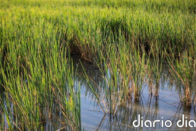 El sector arrocero andaluz denuncia la competencia desleal del arroz importado y advierte del colapso de mercancía