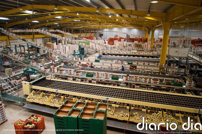 El sector del manipulado hortofrutícola se concentra este domingo en la Rambla de Almería ante el "bloqueo" del convenio