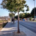 Expertos de la UMA estudian la "justicia ambiental" que genera el reparto de árboles en ciudades