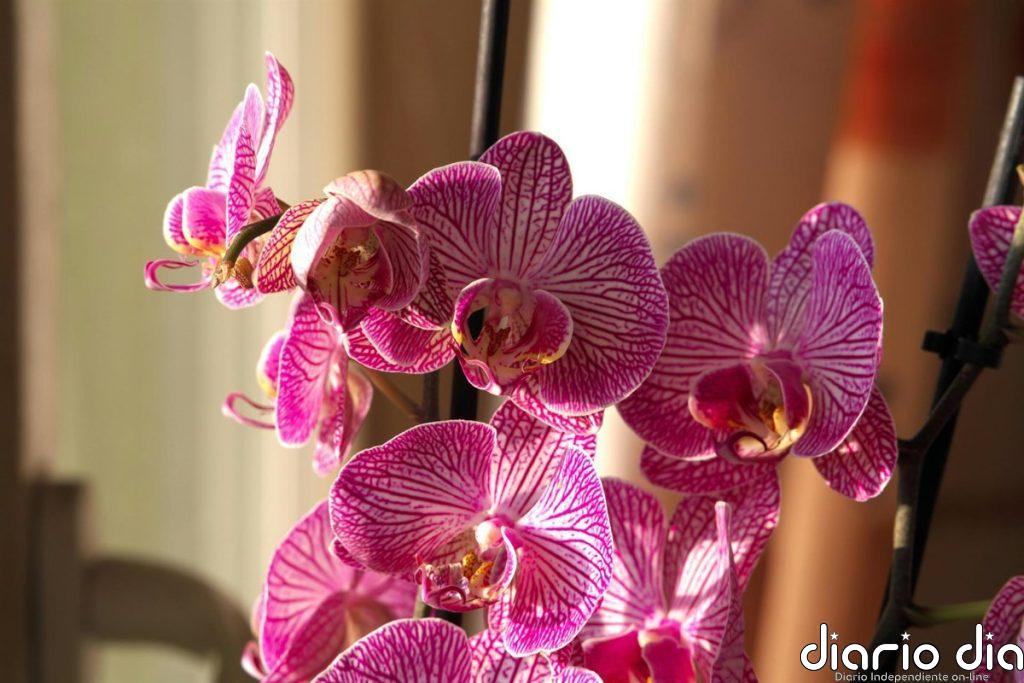 ¿Has comprado tu primer orquídea, pero no sabes cómo cuidarla Los tres trucos que aseguran su supervivencia