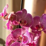 ¿Has comprado tu primer orquídea, pero no sabes cómo cuidarla Los tres trucos que aseguran su supervivencia