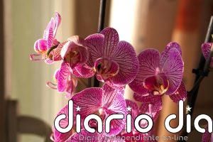 ¿Has comprado tu primer orquídea, pero no sabes cómo cuidarla Los tres trucos que aseguran su supervivencia